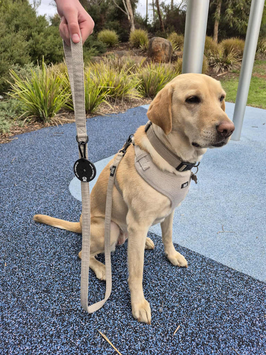 Dog Leash