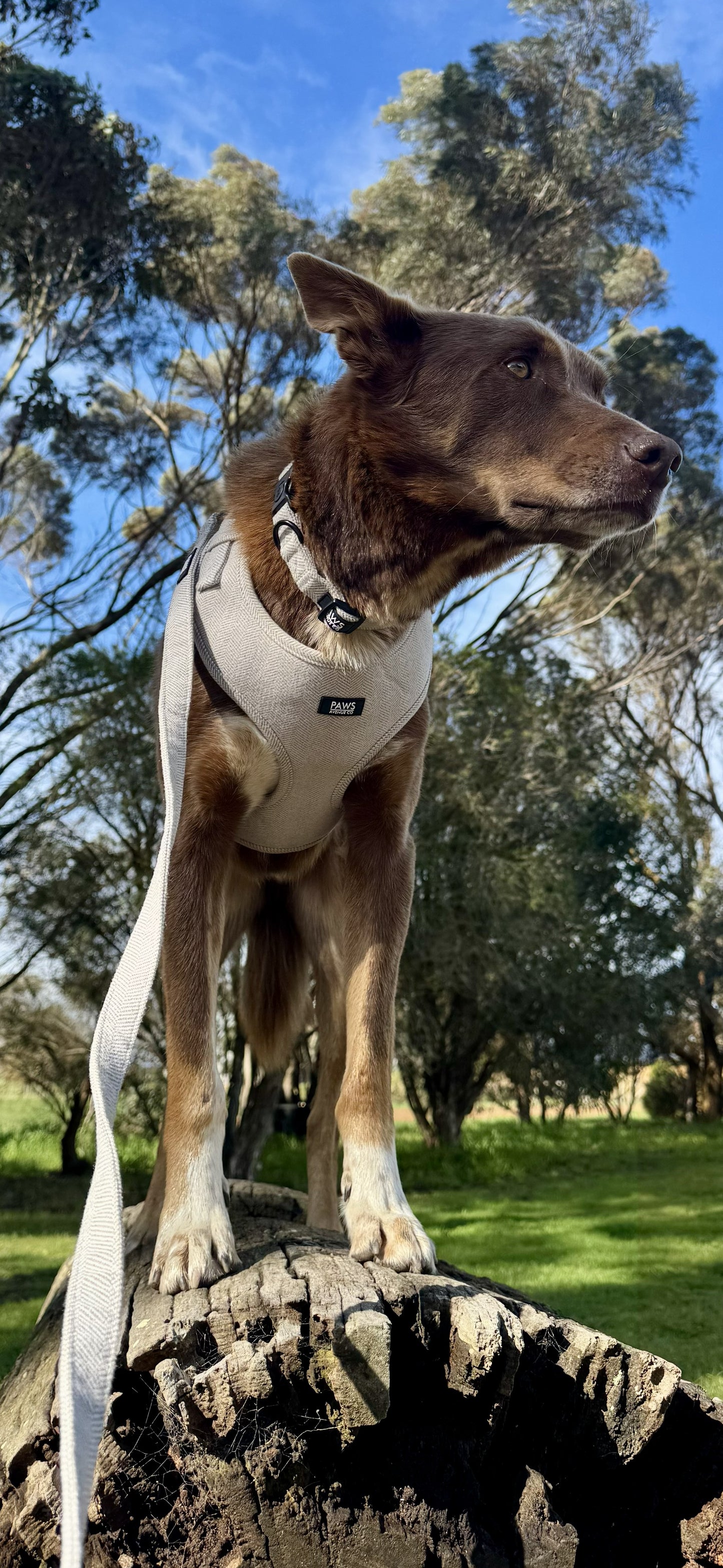 Adjustable Harness