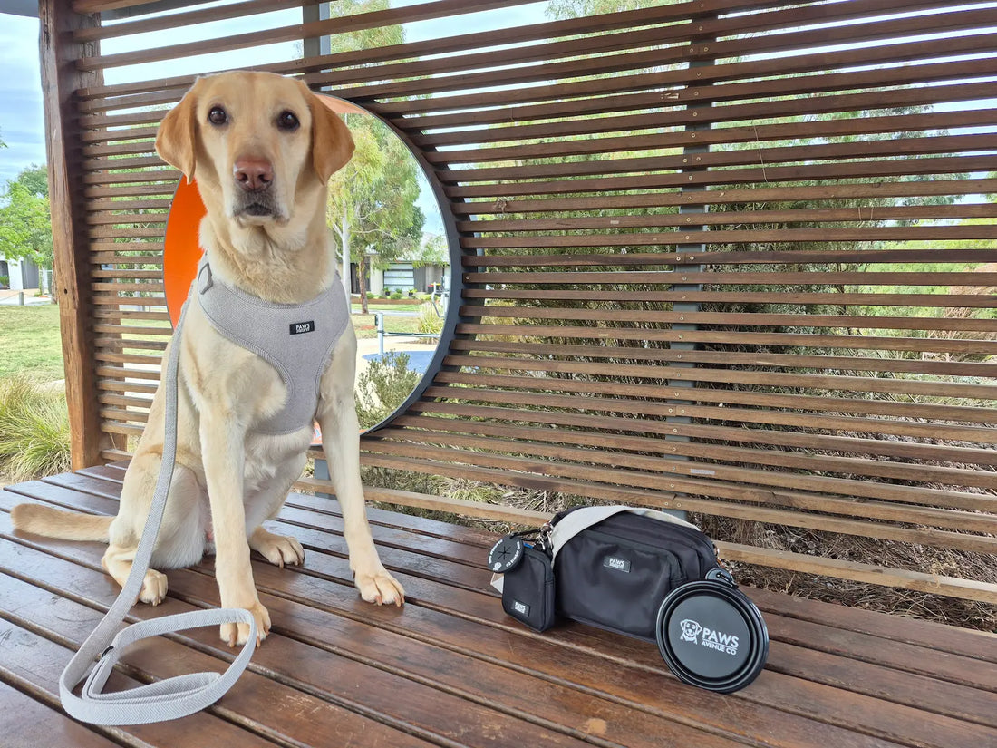 What to Bring on a Dog Walk - The Ultimate Checklist