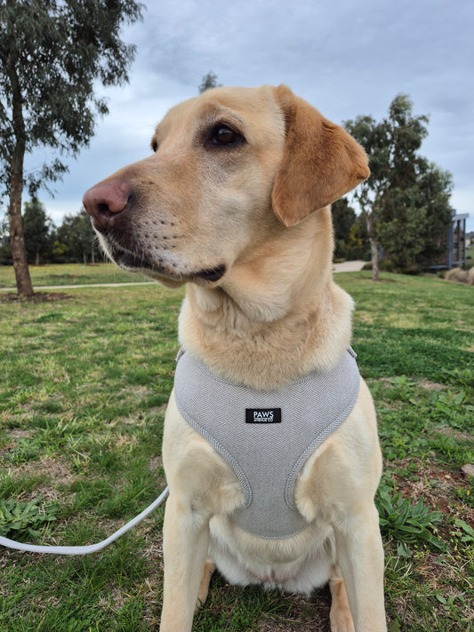 Adjustable Neck Harness By Jessie