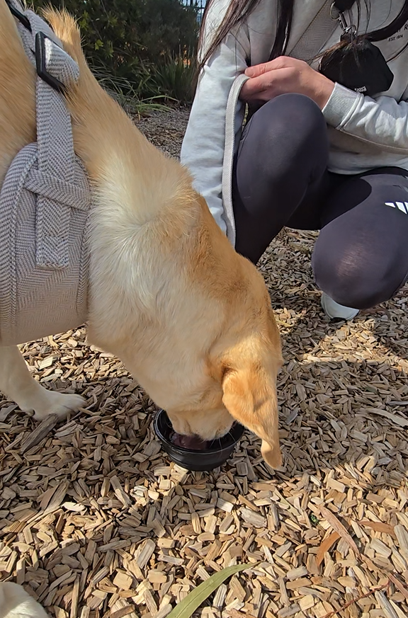 Collapsible Dog Bowl