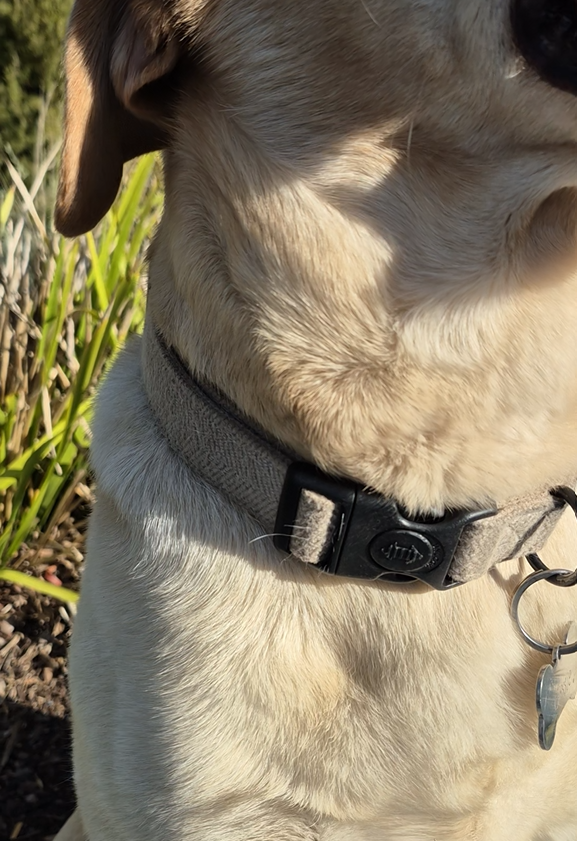 Dog Collars