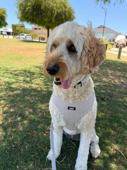 The Dog Walk Set