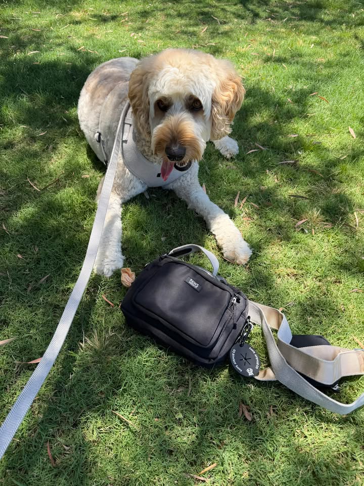 Dog Walking Bag By Jessie