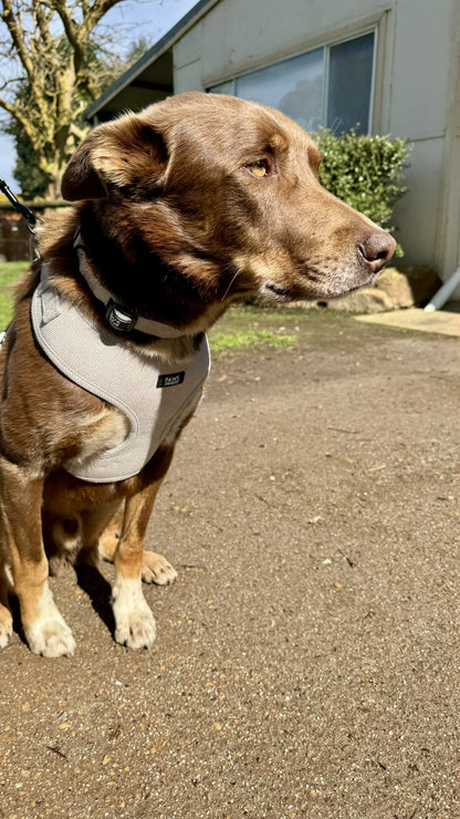 Adjustable Harness